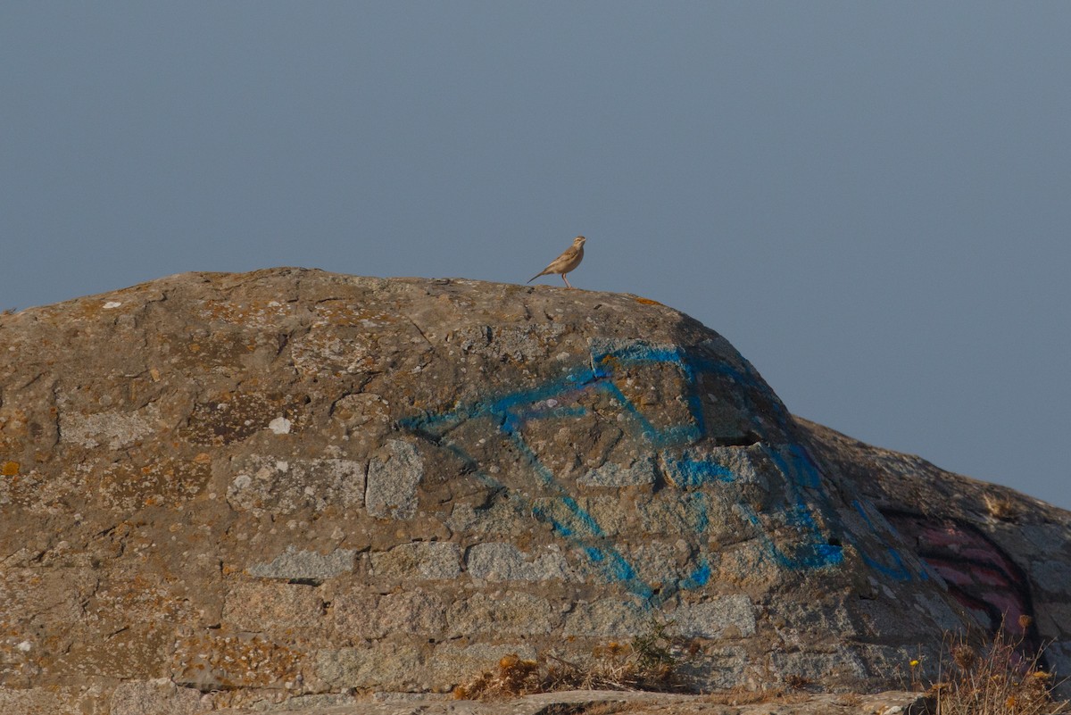 Tawny Pipit - ML617177063