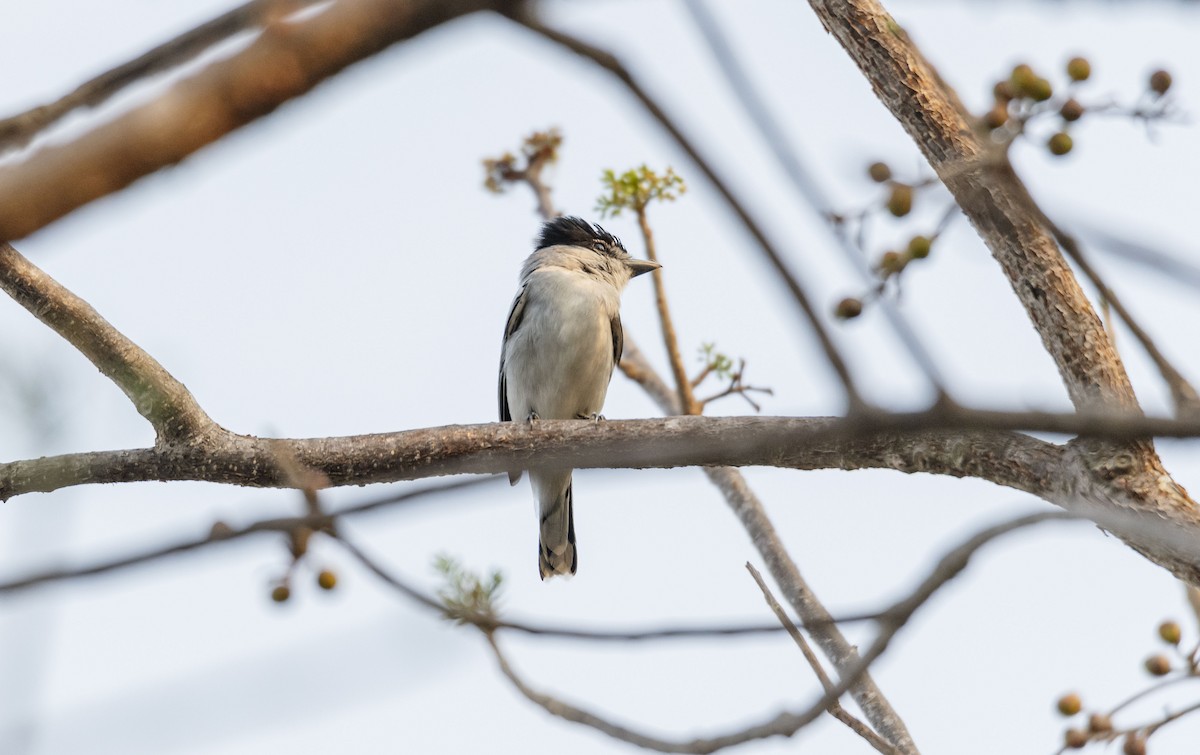 Gray-collared Becard - Rolando Tomas Pasos Pérez