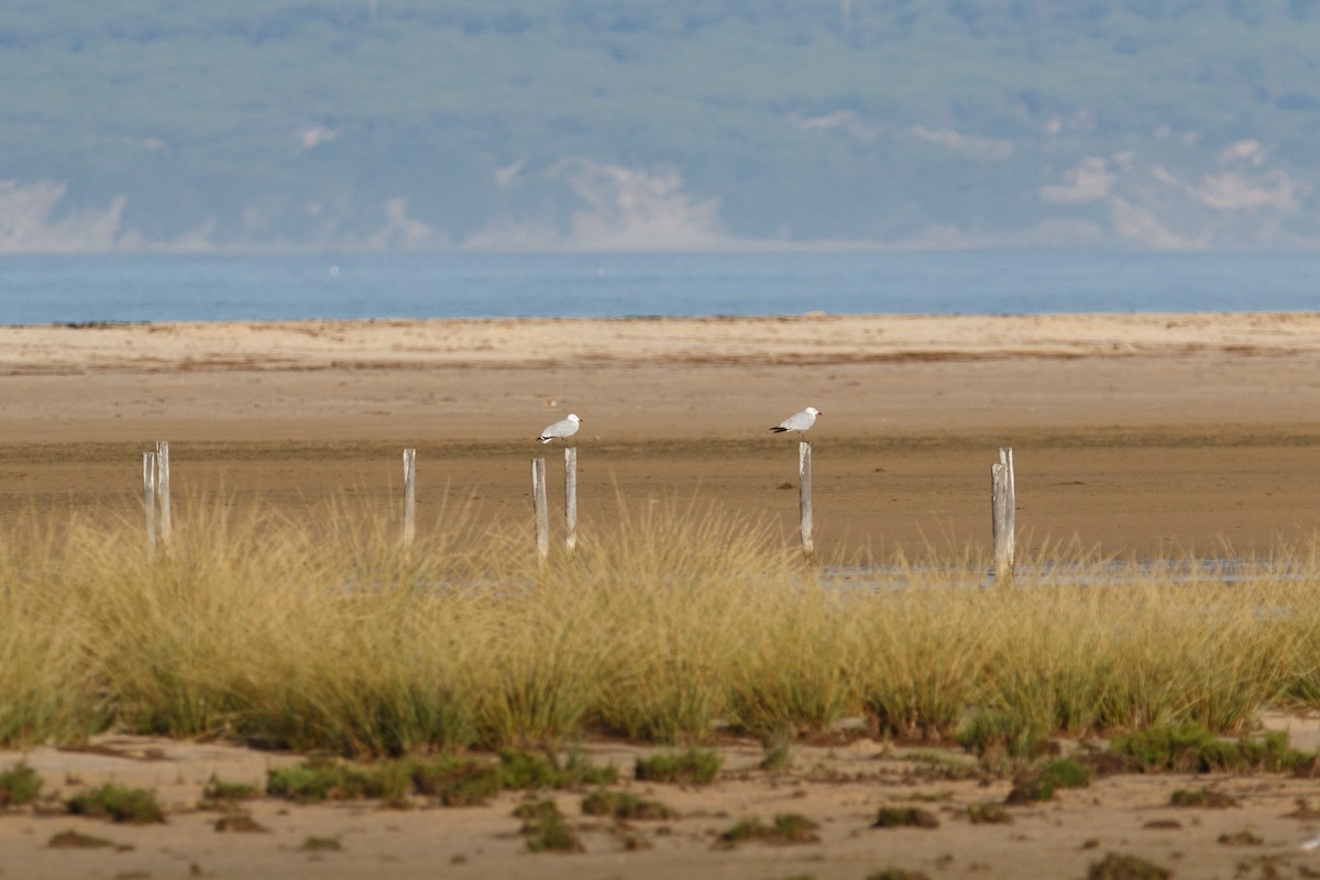 Gaviota de Audouin - ML617177079