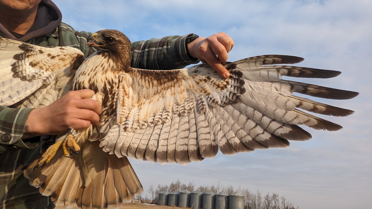 Red-tailed Hawk (abieticola) - ML617177176