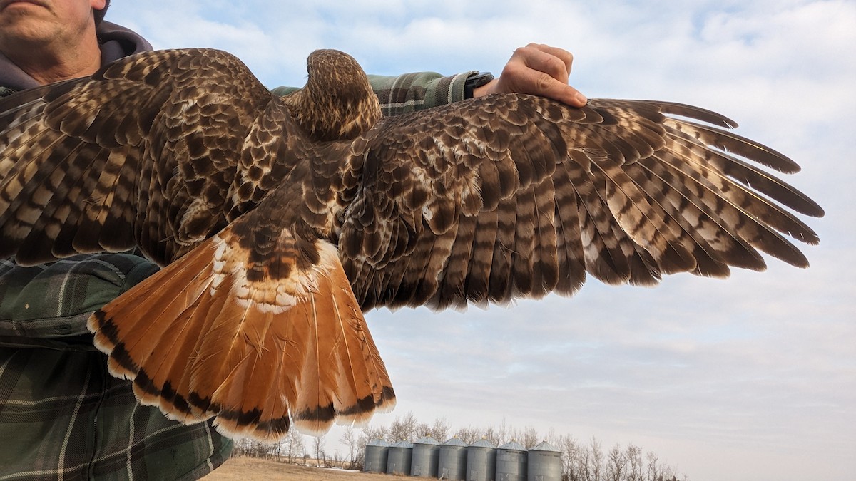 Red-tailed Hawk (abieticola) - ML617177179