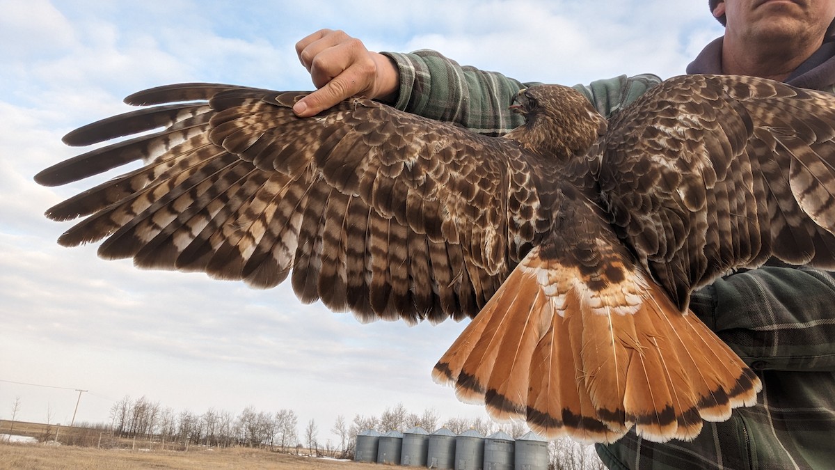 Red-tailed Hawk (abieticola) - ML617177180