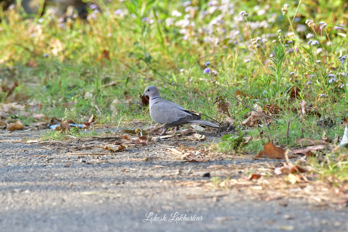 灰斑鳩 - ML617177186