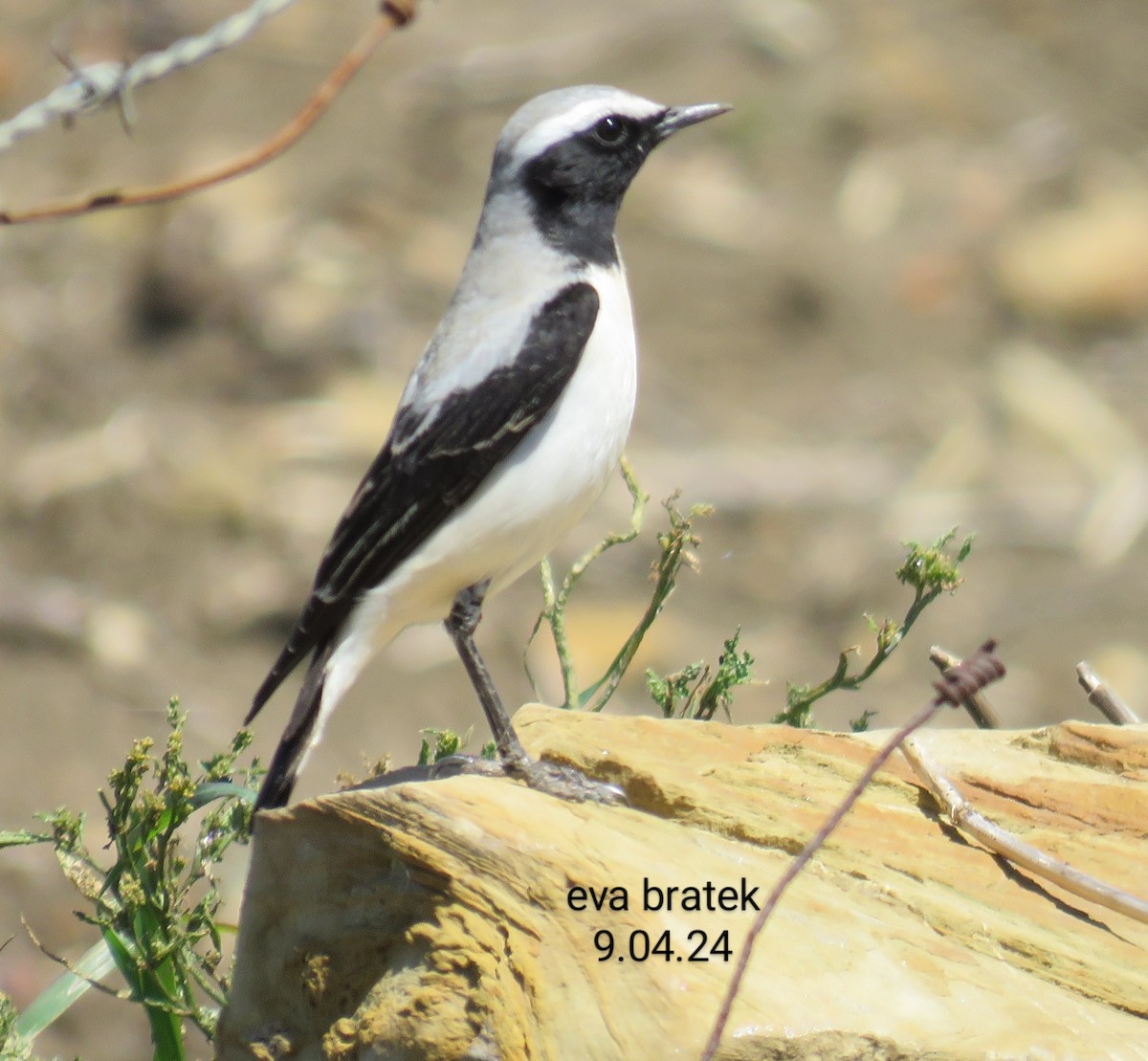 Atlas Wheatear - ML617177203