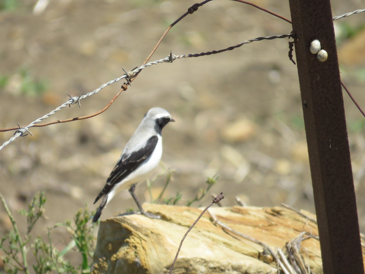 Atlas Wheatear - ML617177204