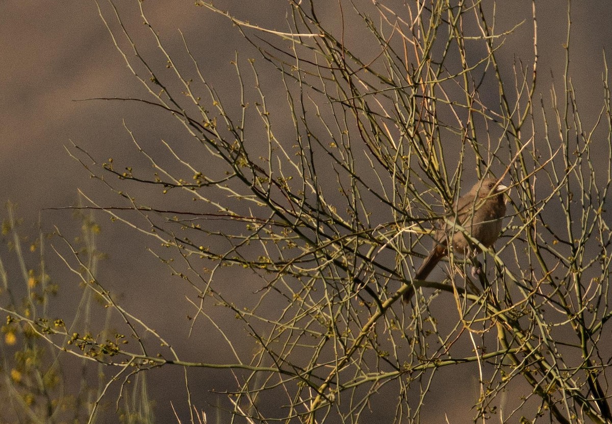 Abert's Towhee - ML617177206