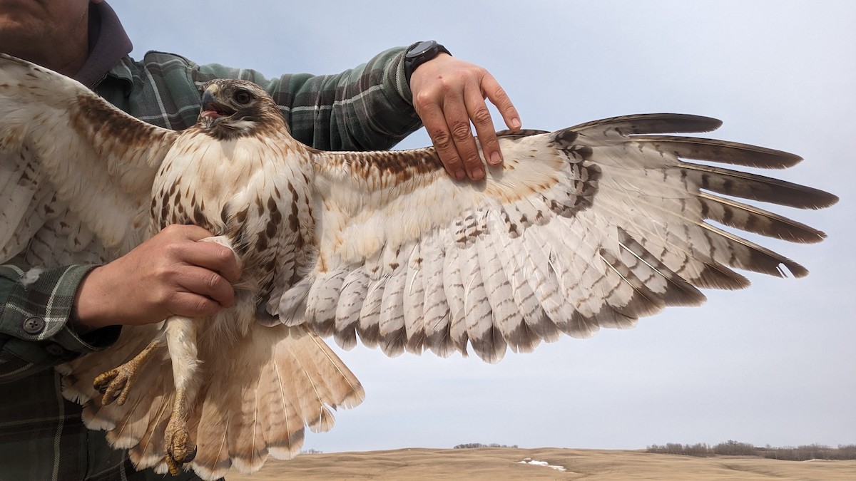 Red-tailed Hawk - ML617177216