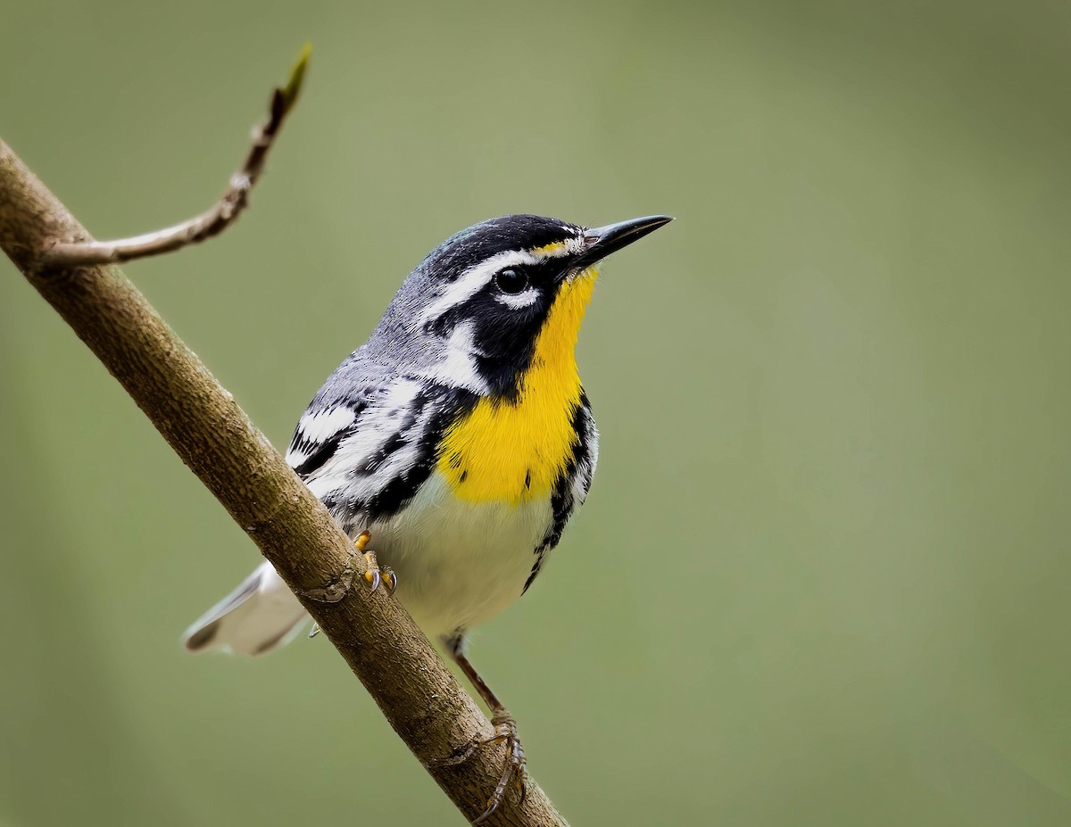 Yellow-throated Warbler - ML617177224