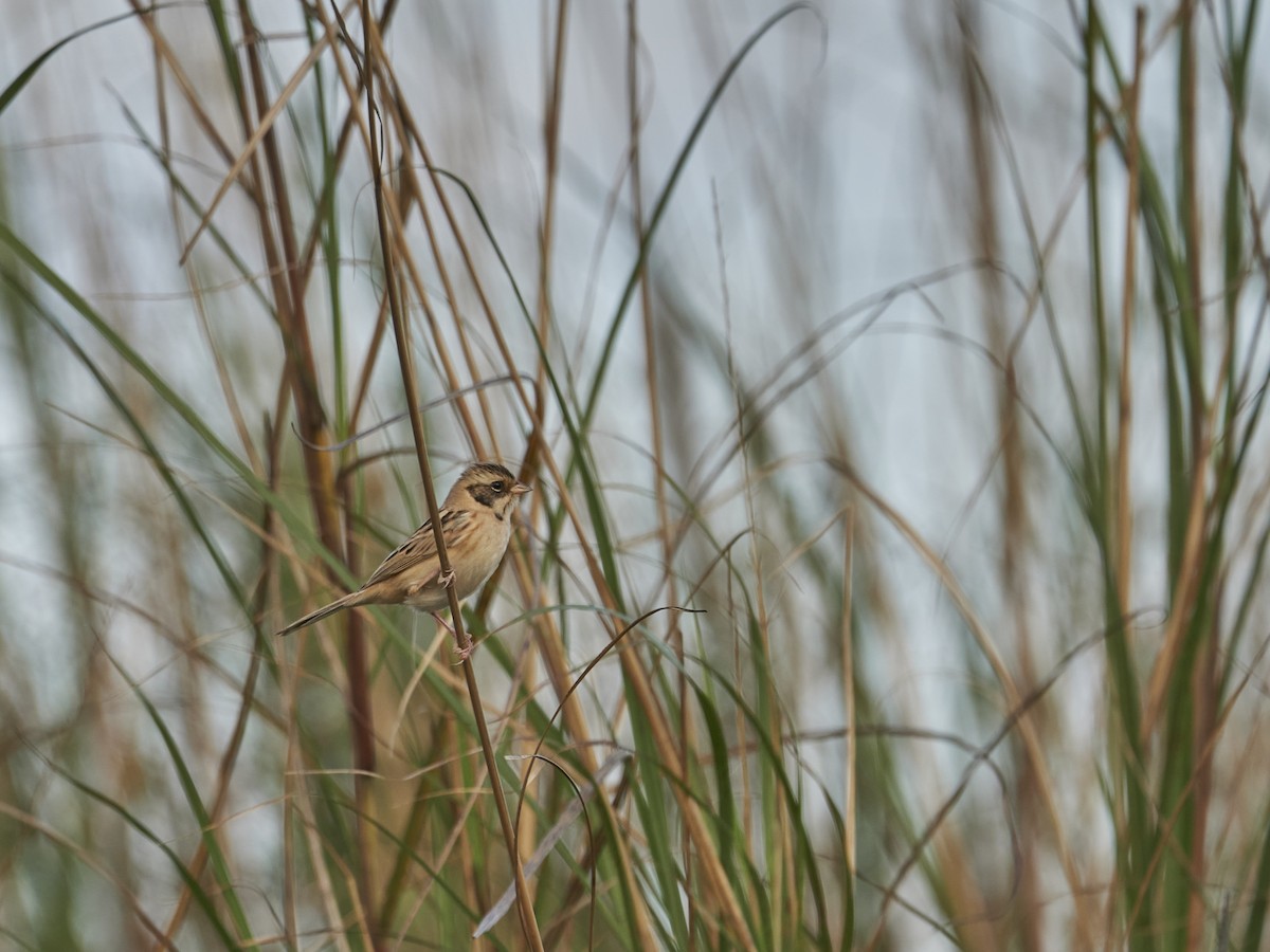 Ochre-rumped Bunting - chomskey wei