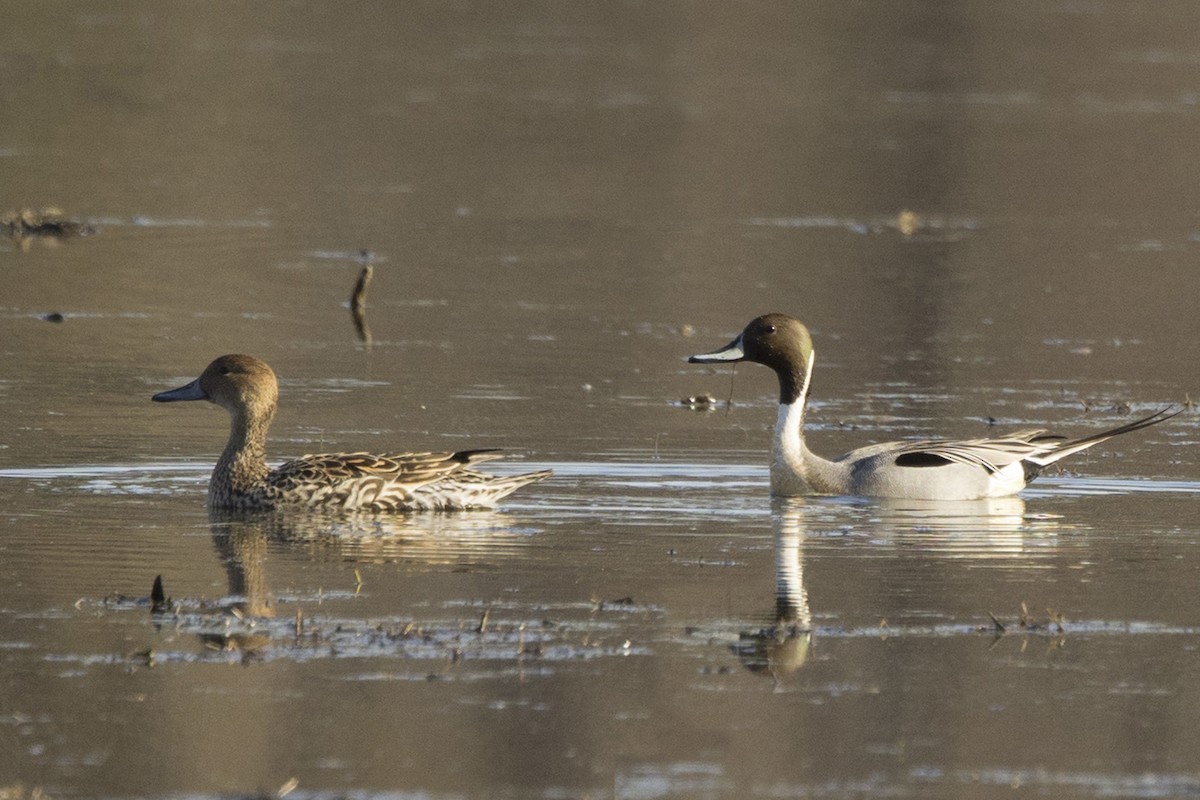 Northern Pintail - ML617177242