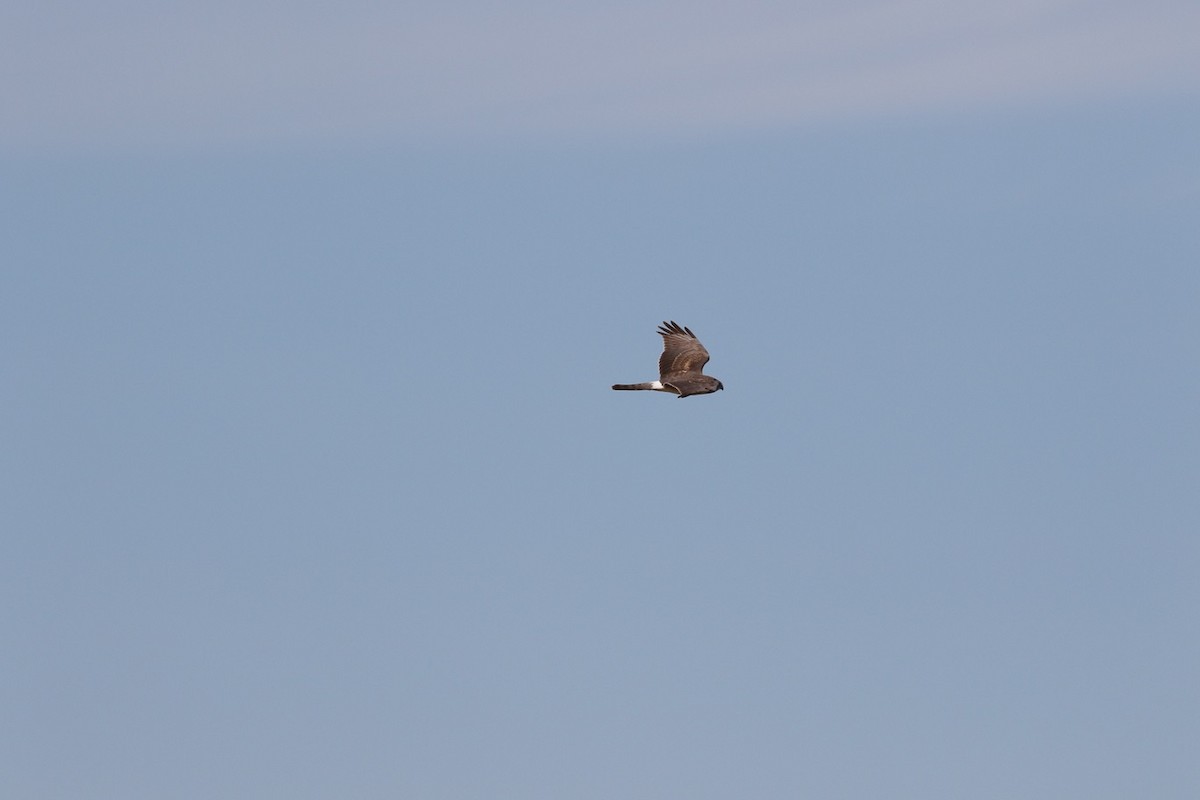 Northern Harrier - Mike Blom