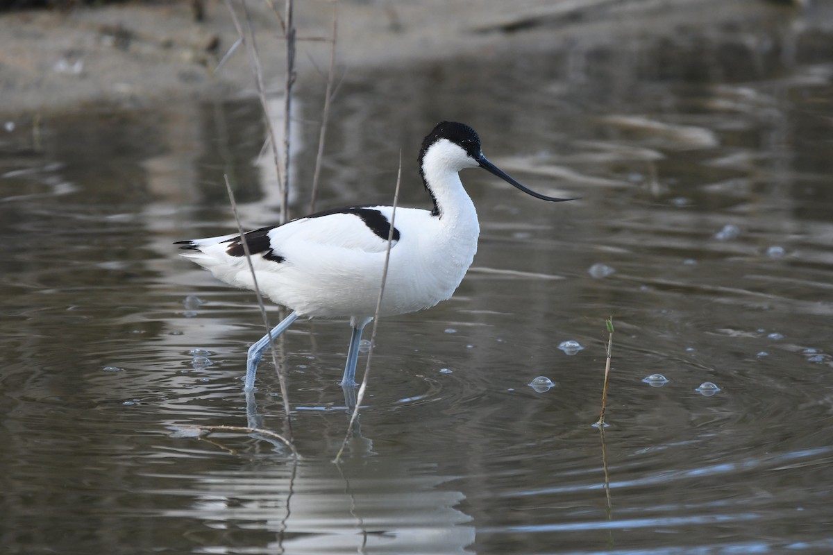 Pied Avocet - Alejandro Gómez Vilches