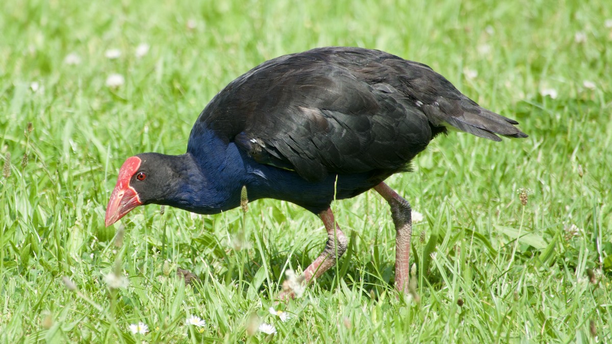 Australasian Swamphen - ML617177330