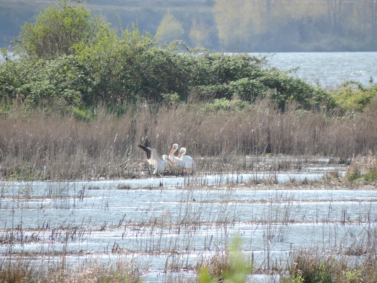 American White Pelican - ML617177331