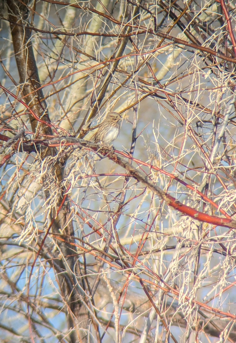 Lincoln's Sparrow - ML617177337