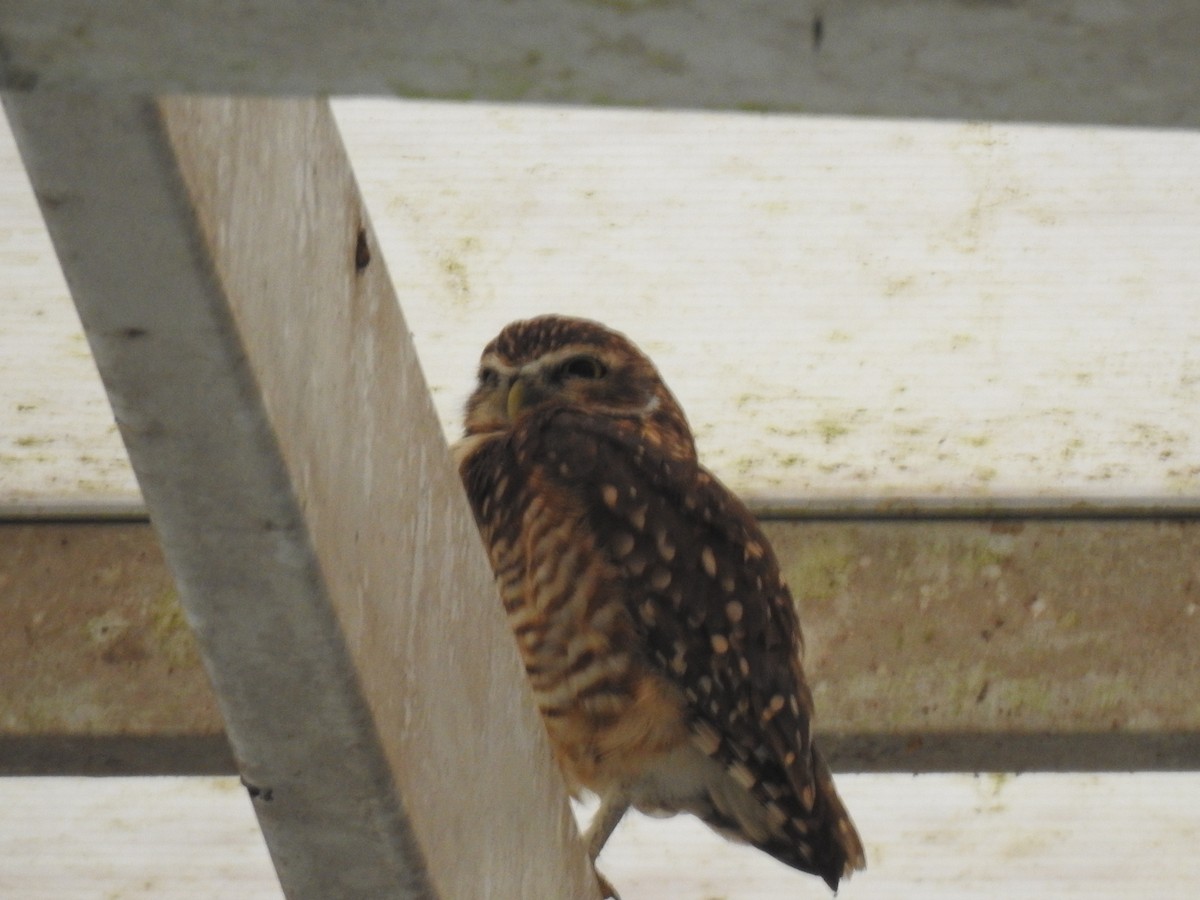 Burrowing Owl - Francisco Javier Alonso Acero  (Hotel Malokamazonas)