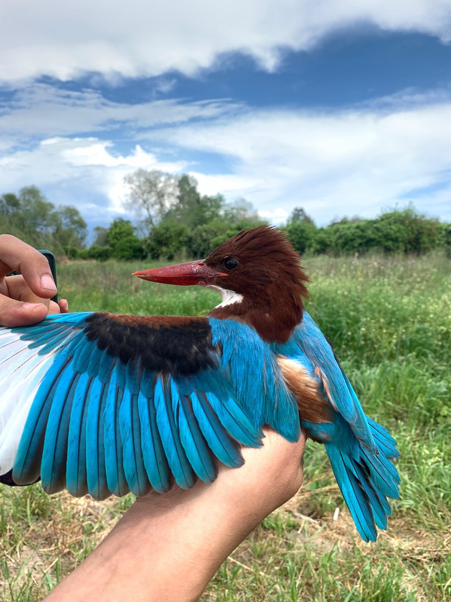 White-throated Kingfisher - ML617177384