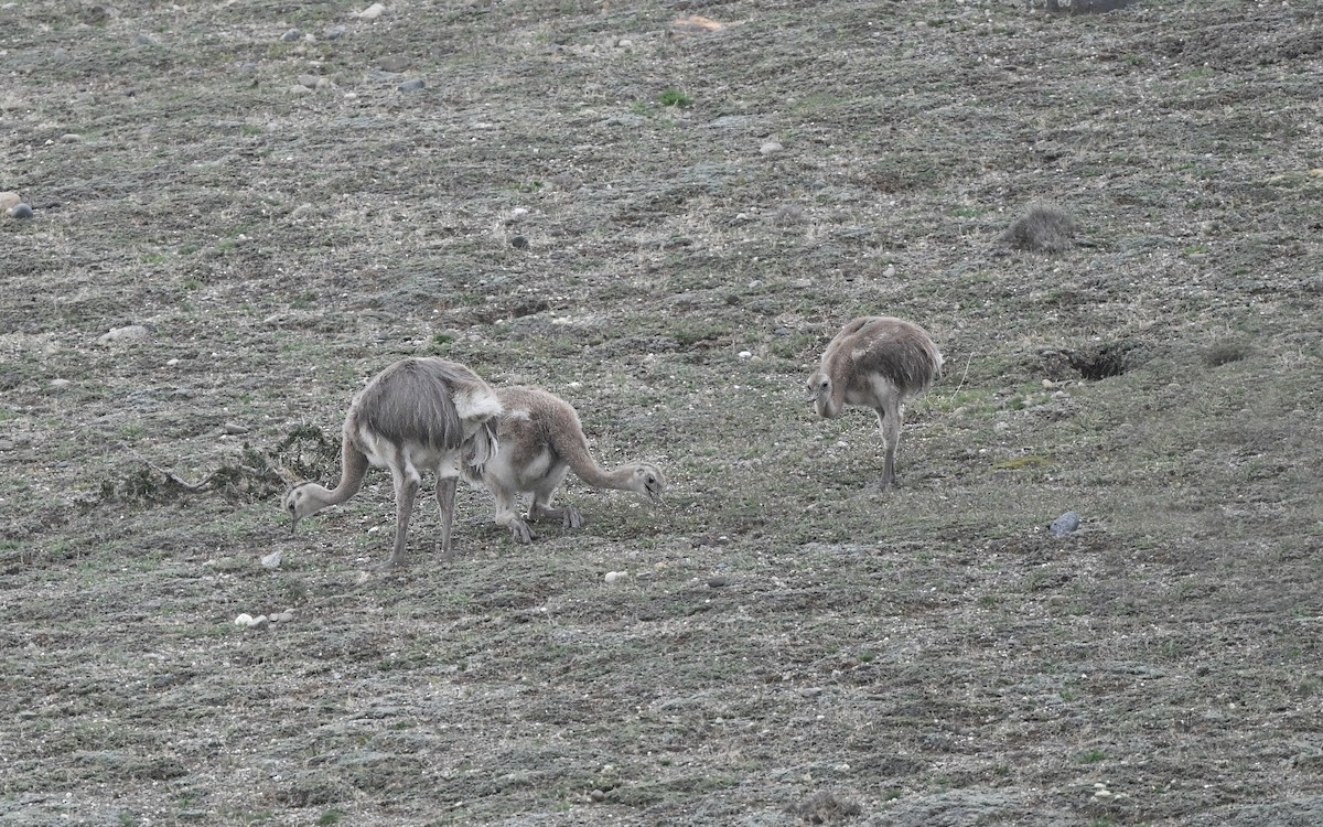 Lesser Rhea (Darwin's) - ML617177387