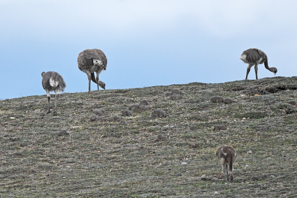 Lesser Rhea (Darwin's) - ML617177390