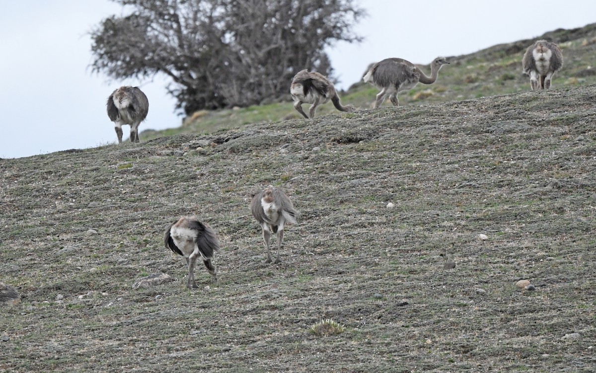 nandu menší (ssp. pennata) - ML617177392