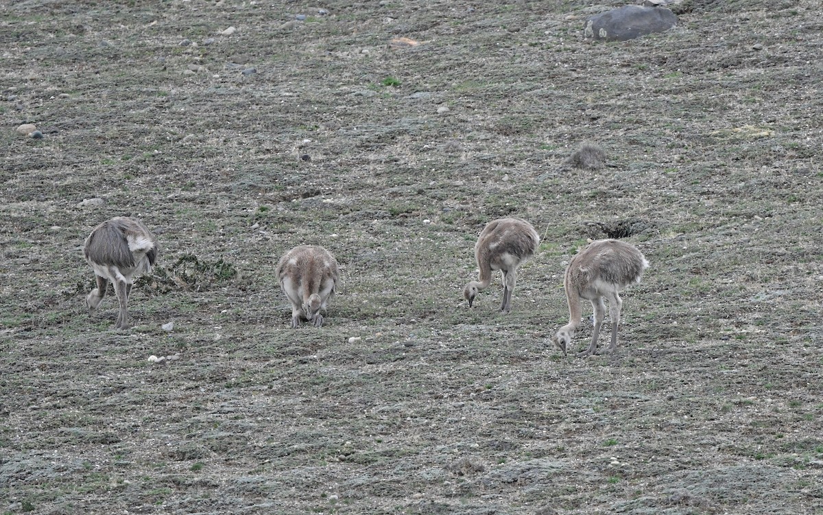 nandu menší (ssp. pennata) - ML617177393