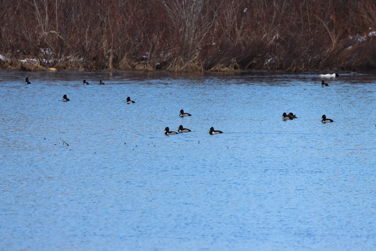 Ring-necked Duck - Michelle Chase