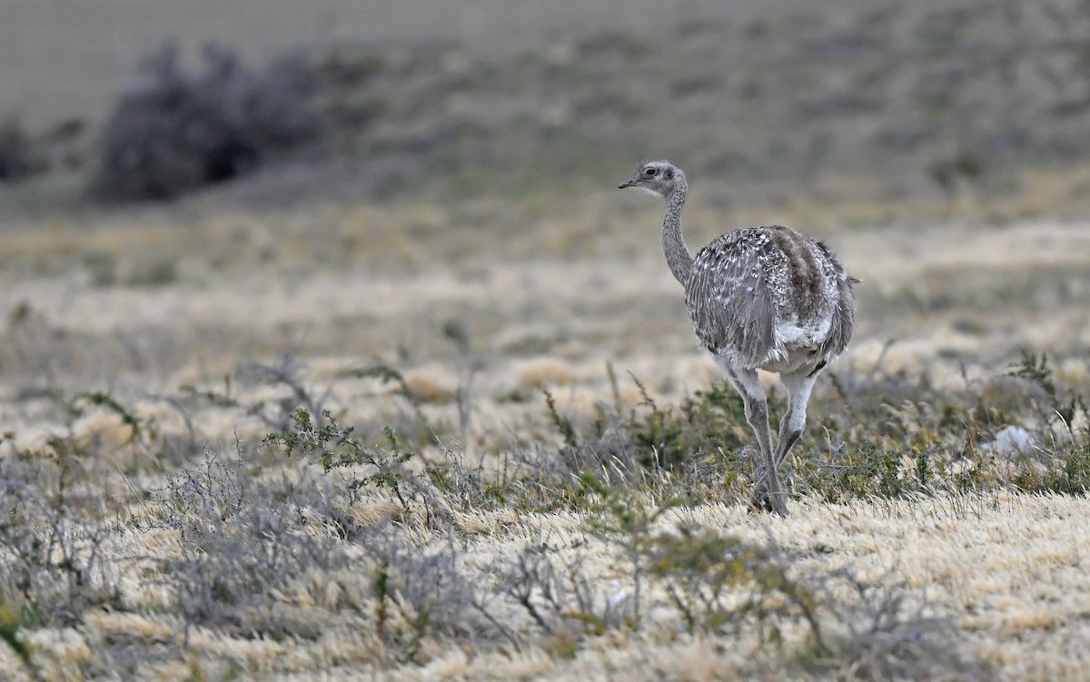 nandu menší (ssp. pennata) - ML617177403