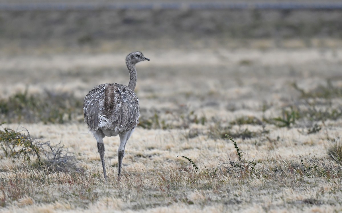 nandu menší (ssp. pennata) - ML617177405