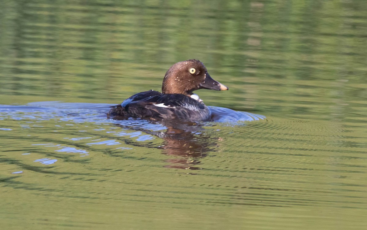 Common Goldeneye - ML617177429