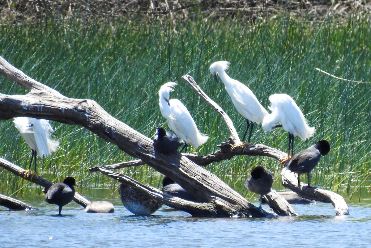 Snowy Egret - ML617177439