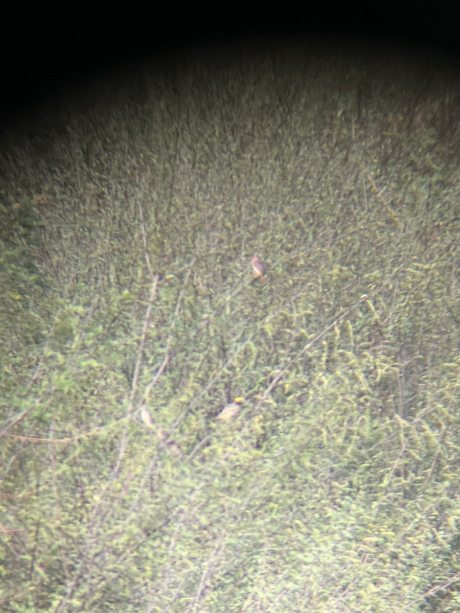 Streaked Weaver - ML617177440