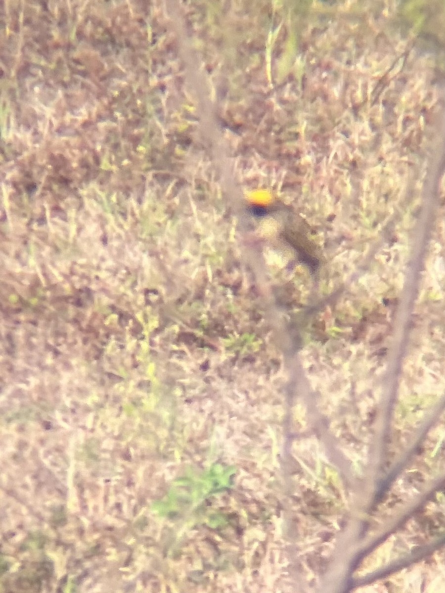 Streaked Weaver - ML617177441