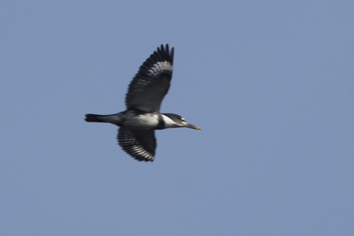 Belted Kingfisher - Michael Bowen