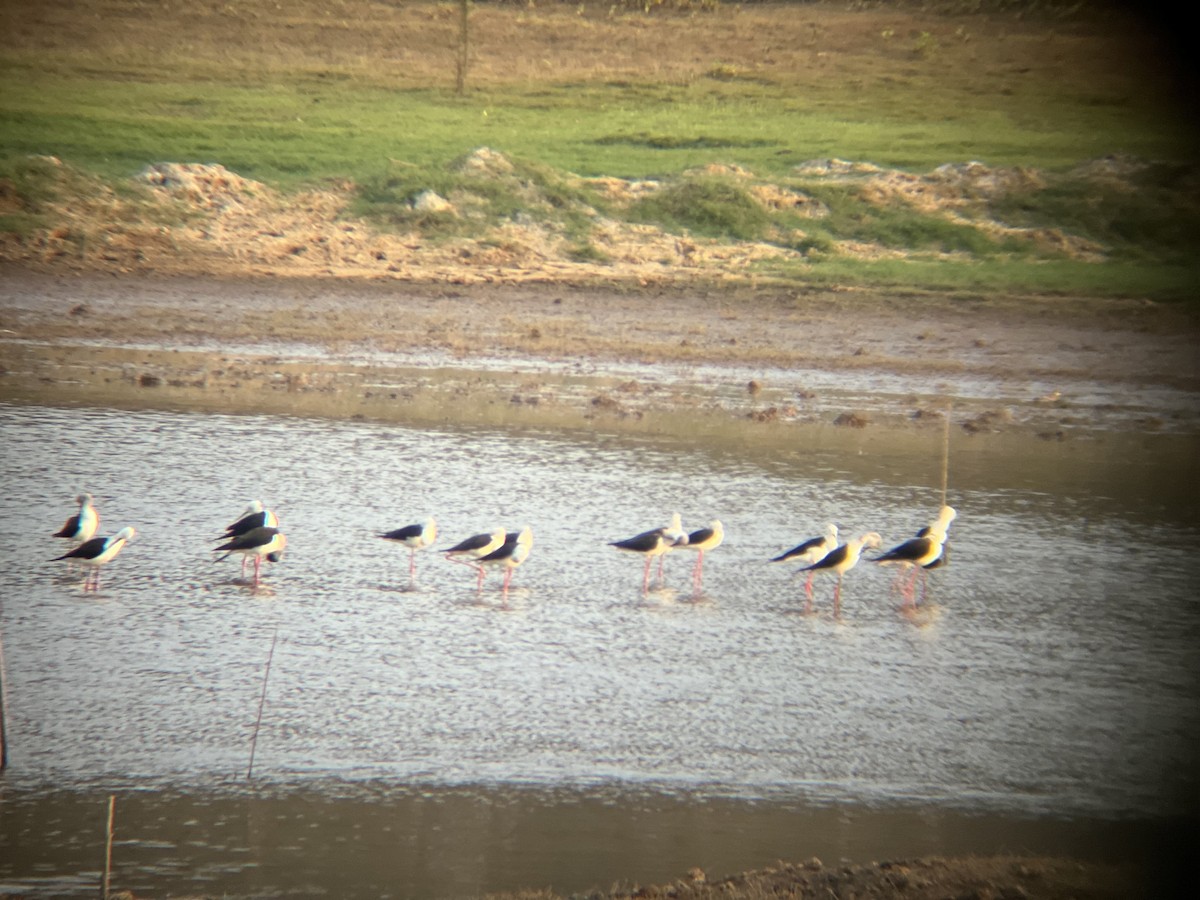 Black-winged Stilt - ML617177496