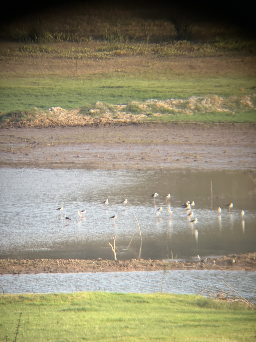 Black-winged Stilt - ML617177497