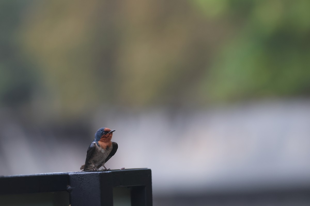 Pacific Swallow (Pacific) - ML617177520