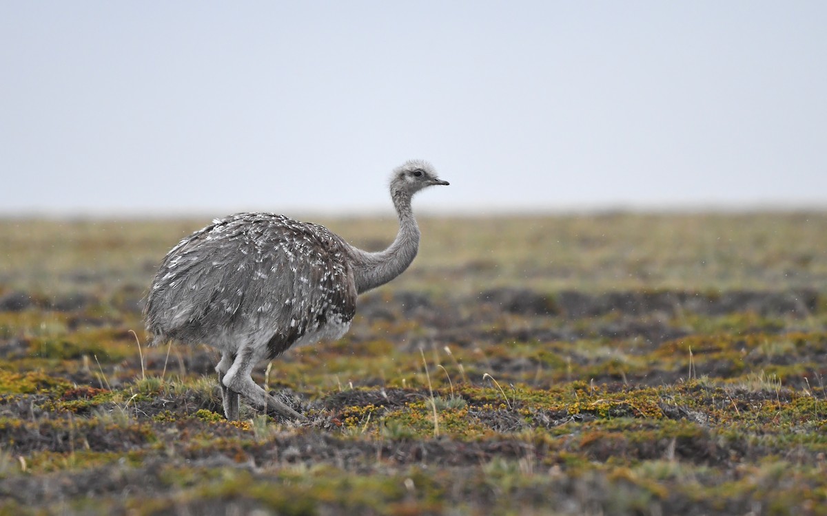 nandu menší (ssp. pennata) - ML617177529