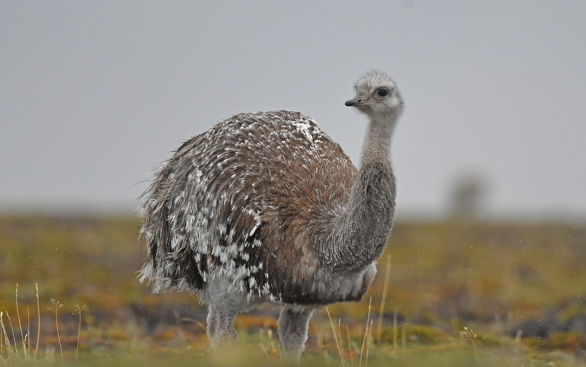 nandu menší (ssp. pennata) - ML617177531