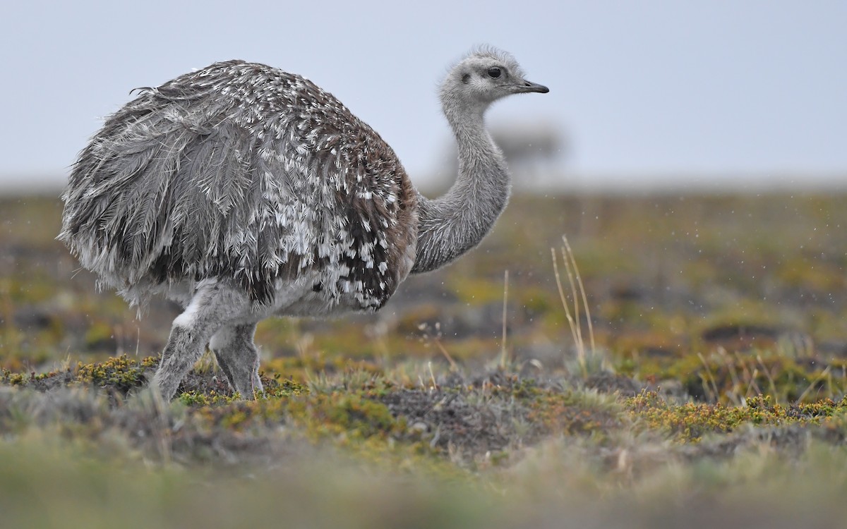 nandu menší (ssp. pennata) - ML617177533