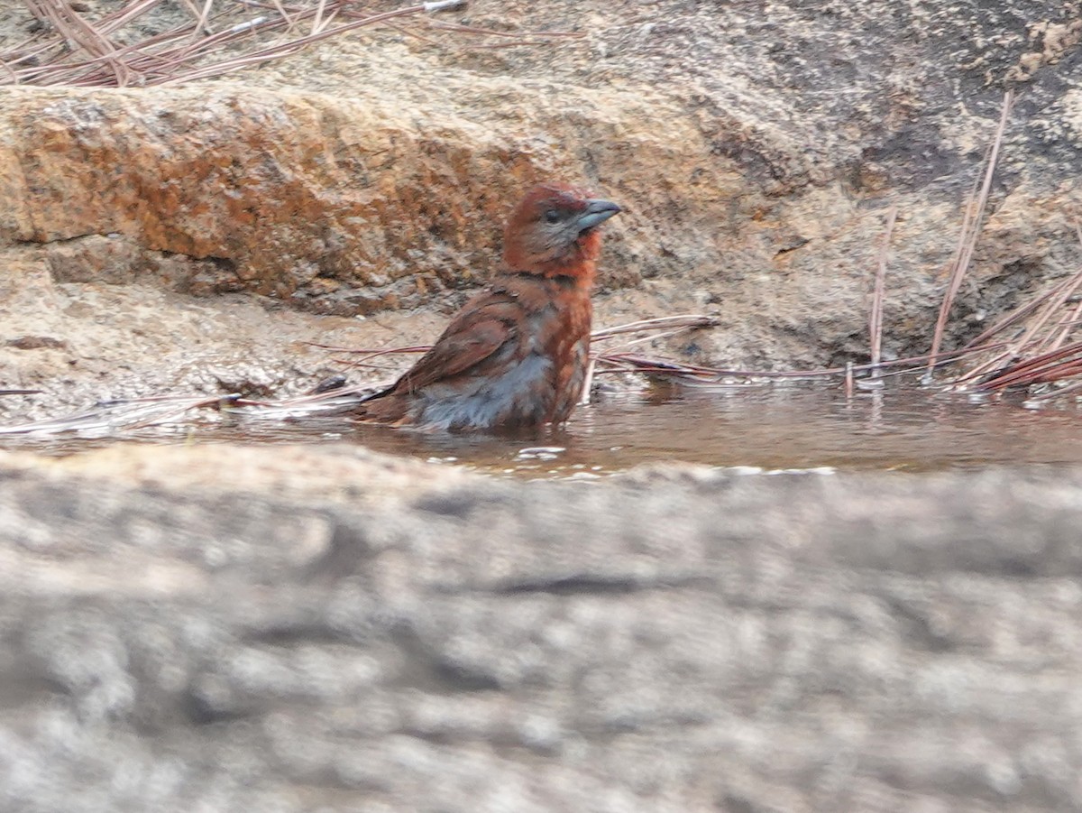 Hepatic Tanager - ML617177537