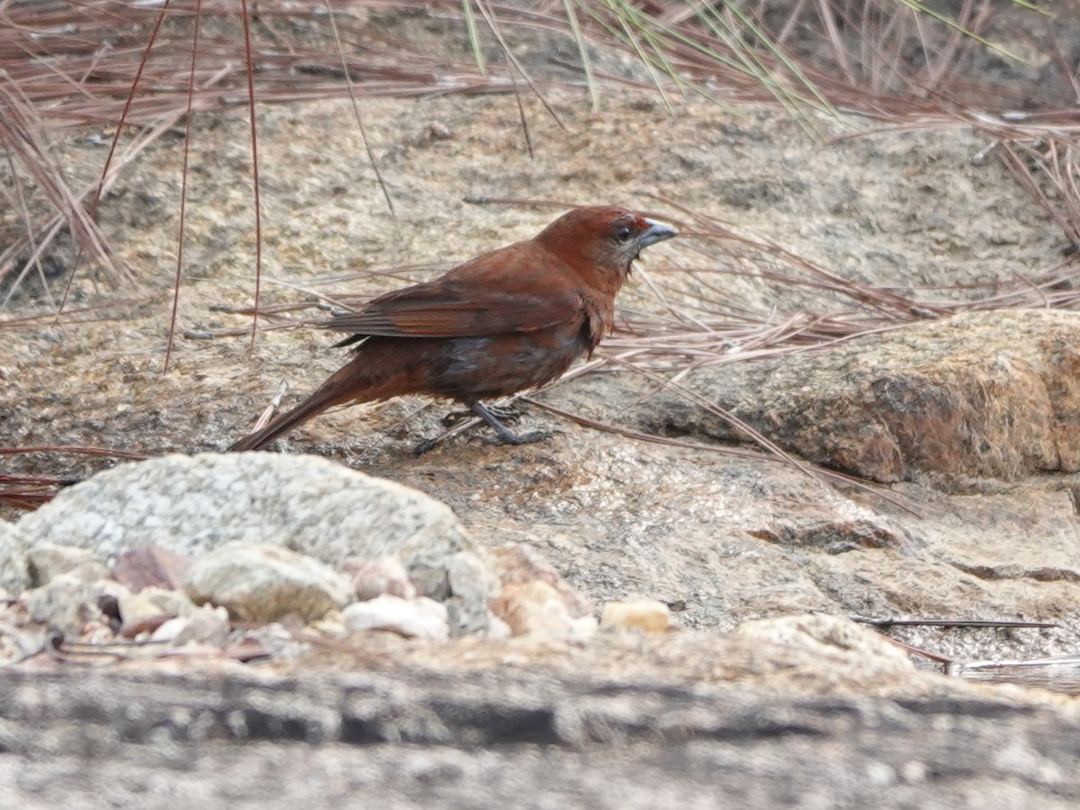 Hepatic Tanager - ML617177538