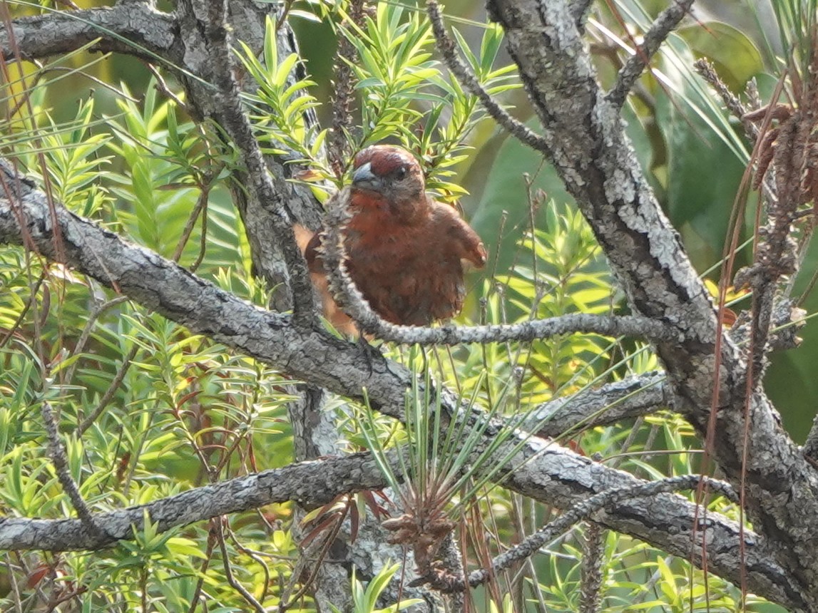 Hepatic Tanager - ML617177540