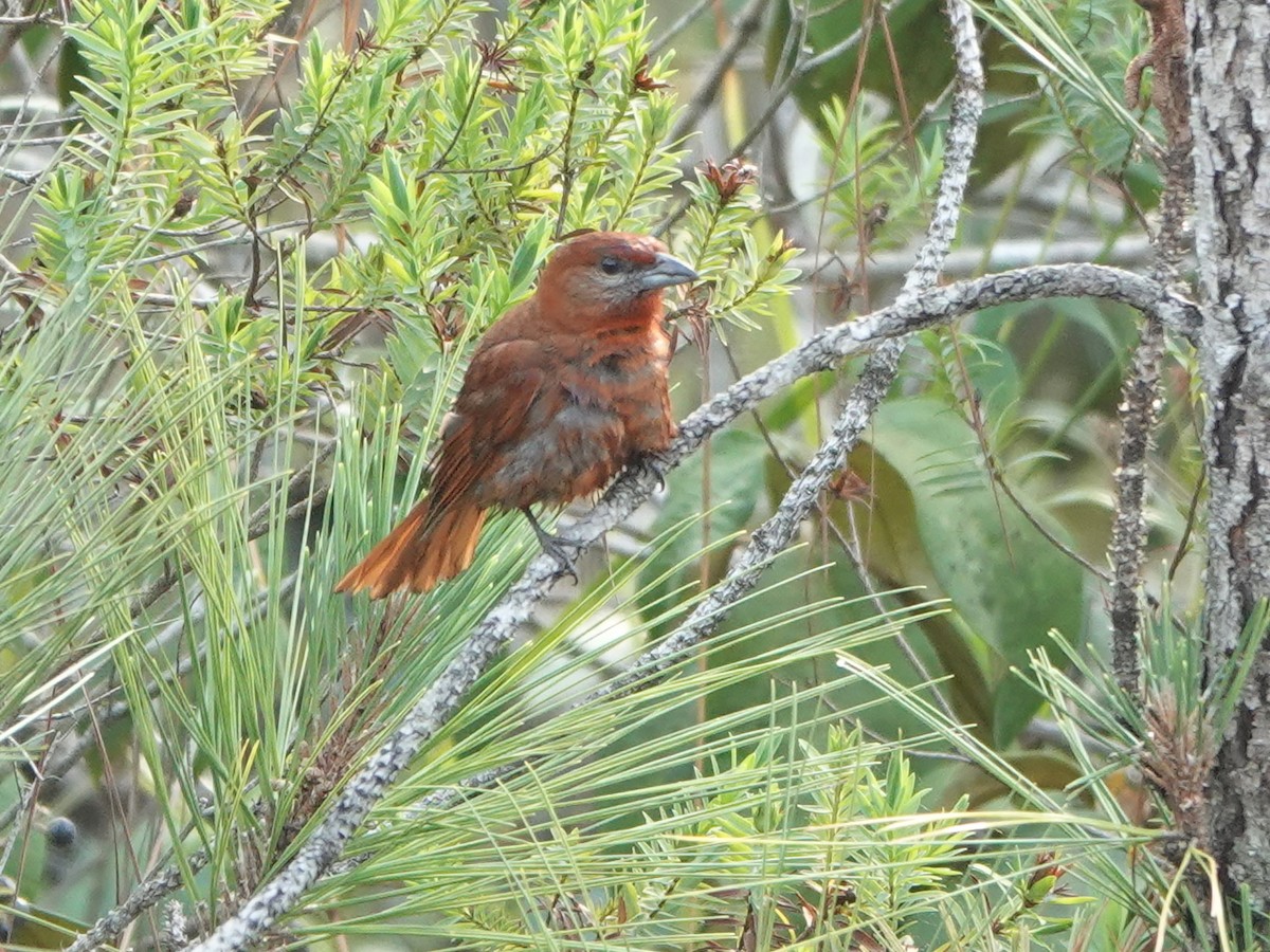 Hepatic Tanager - ML617177541