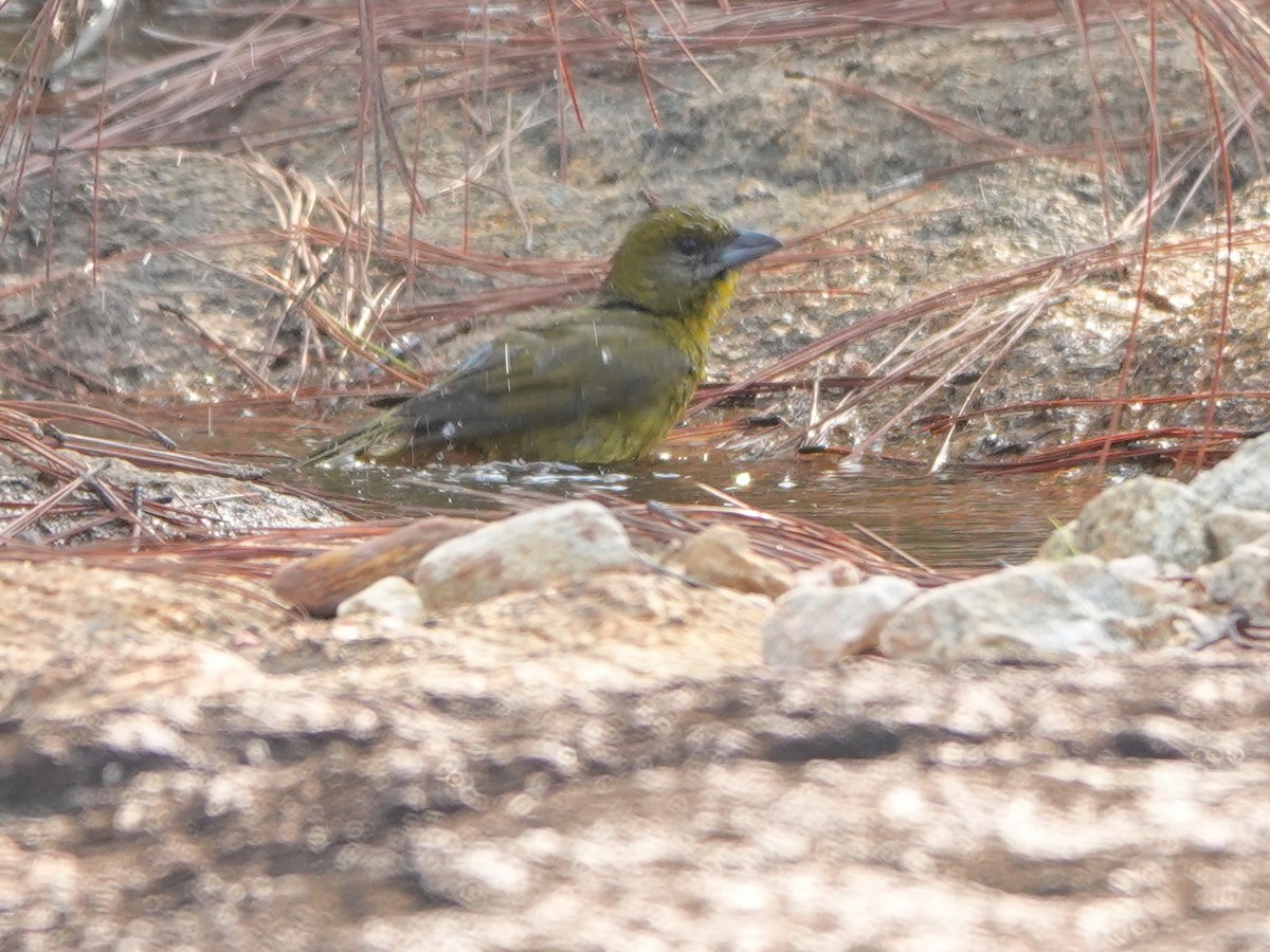 Hepatic Tanager - ML617177542