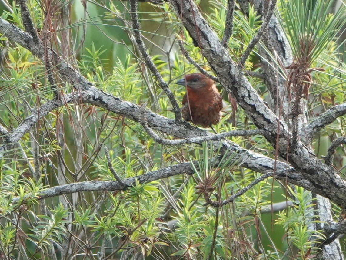 Hepatic Tanager - ML617177544