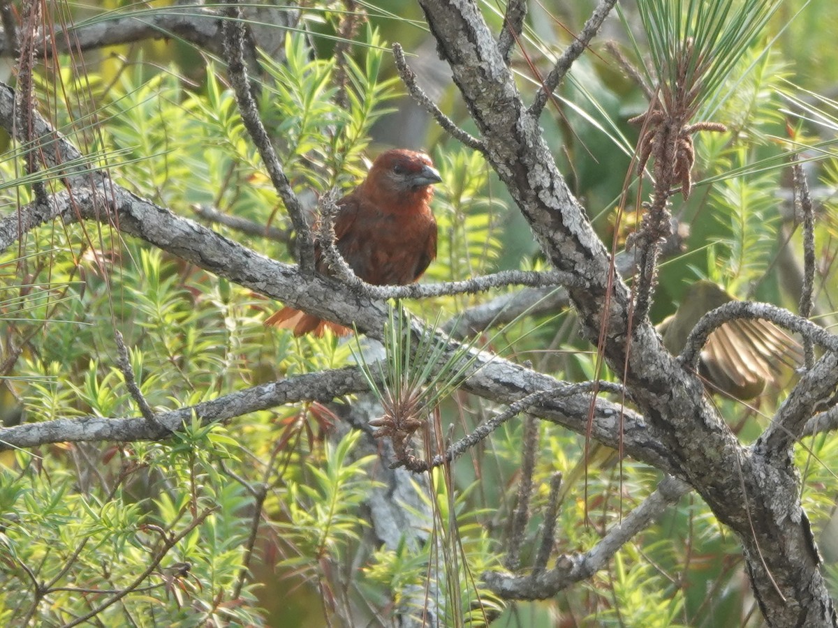 Hepatic Tanager - ML617177545