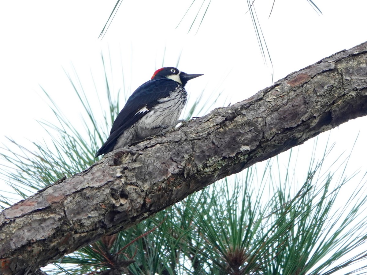 Acorn Woodpecker - ML617177561