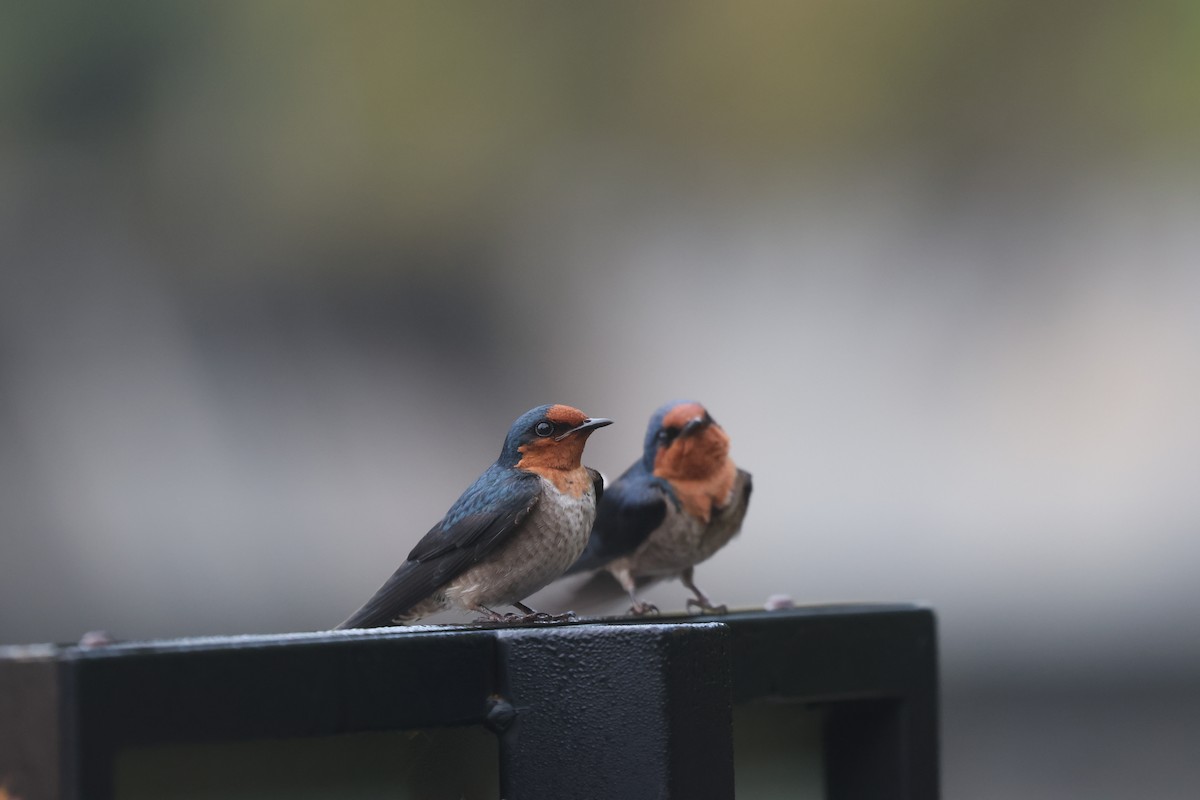 Pacific Swallow (Pacific) - ML617177567