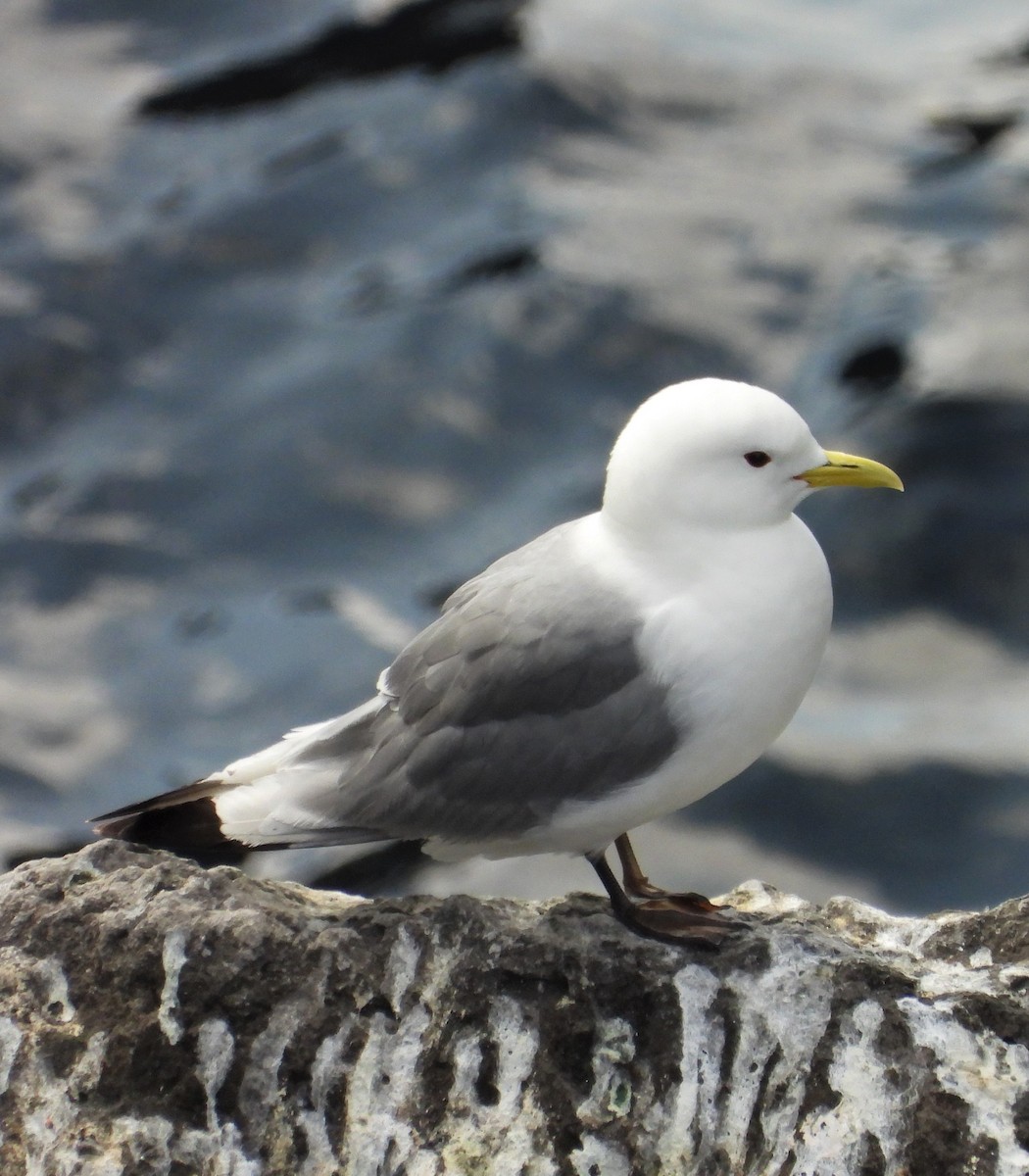 Mouette tridactyle - ML617177568