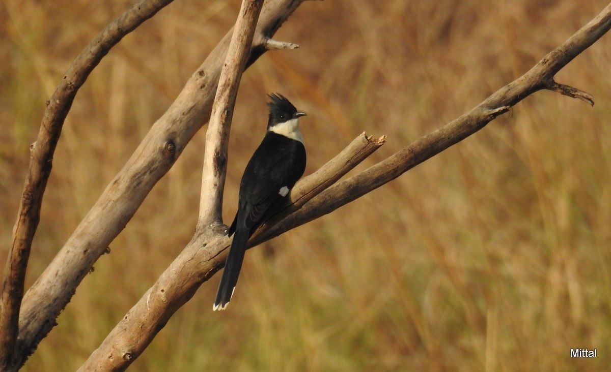 Pied Cuckoo - ML61717761